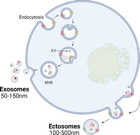 Extracellular vesicles: exosomes, microparticles, their parts, and 